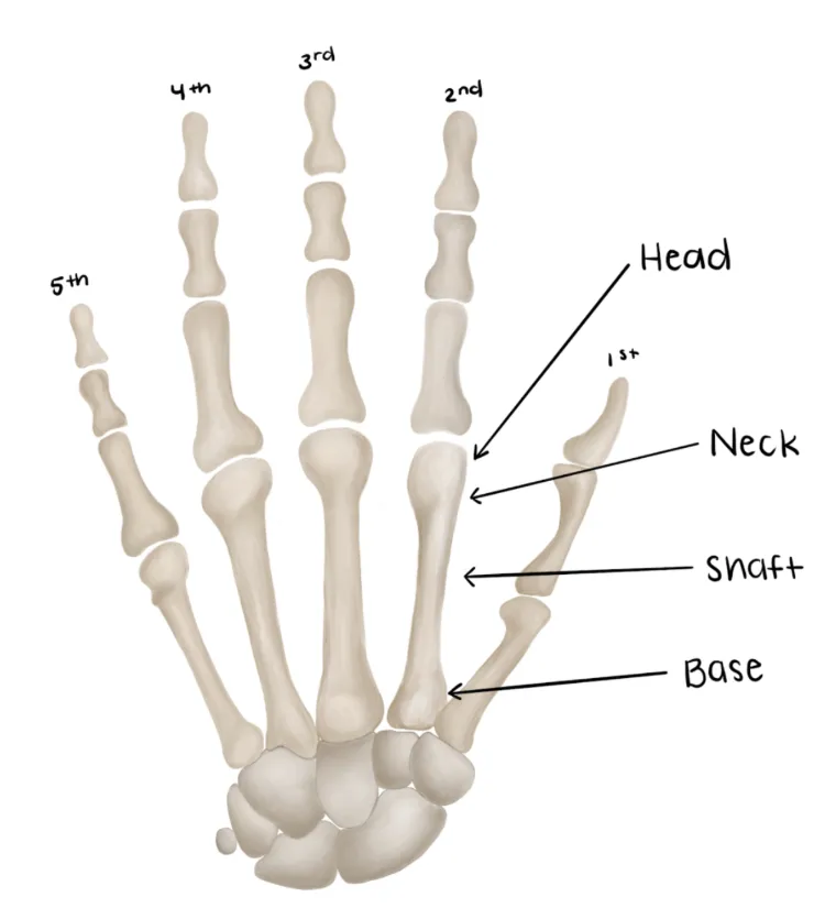 Metacarpal